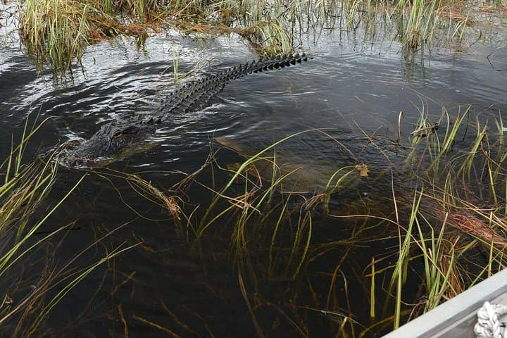 Florida Everglades Night Airboat Tour: Exploring the Wild Wetlands After Dark photo 3