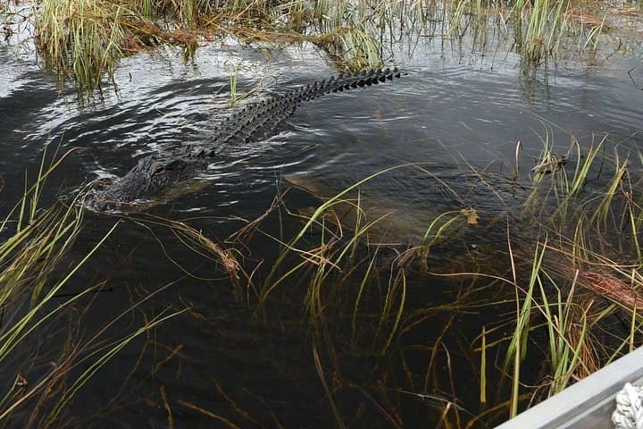Explore the Everglades After Dark: Private Night Airboat Adventure in Florida photo 5
