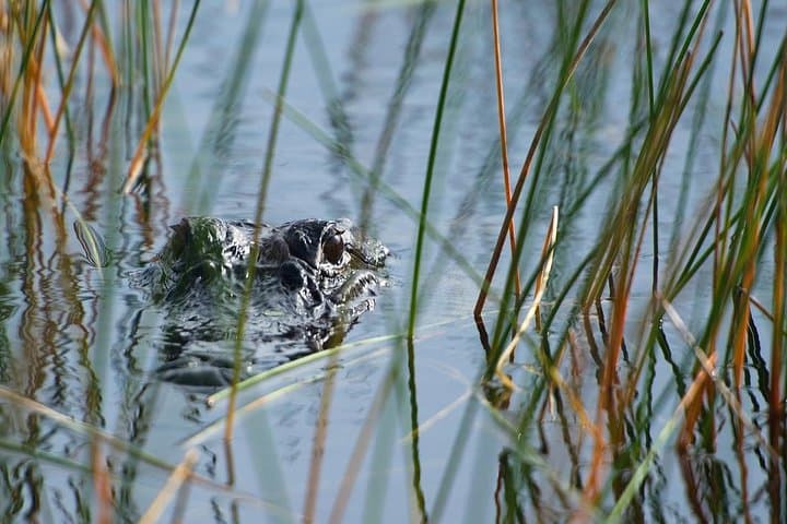 Explore the Florida Everglades: Private Airboat Tour and Wildlife Encounter photo 3