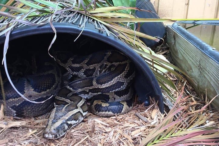Explore the Everglades After Dark: Private Night Airboat Adventure in Florida photo 6