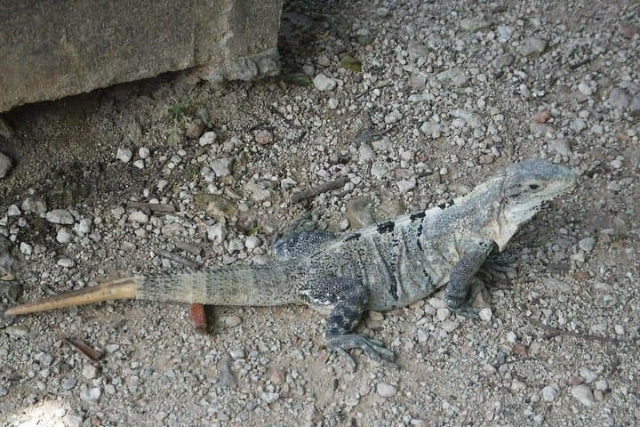 Wild Monkey Tour from Tulum: Private Half‑Day Jungle Wildlife Experience photo 3
