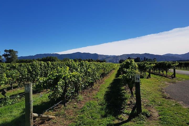 Taste the Valley Wine Tour — Marlborough Cellar Door Tastings from Blenheim photo 4