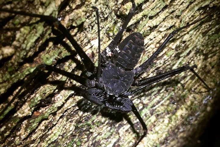 Manuel Antonio Night Jungle Walk: Guided Wildlife Night Tour in Costa Rica photo 2