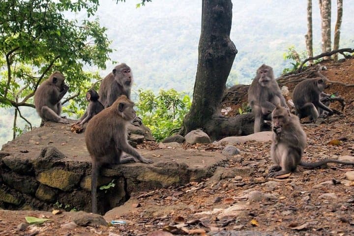 Lombok Waterfall Day Tour — Sendang Gile, Senaru Village & Malimbu Beach photo 3