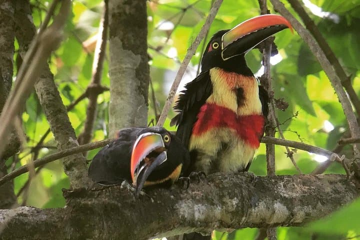 Esquipulas Rainforest Bird-Watching Tour Near Manuel Antonio photo 2