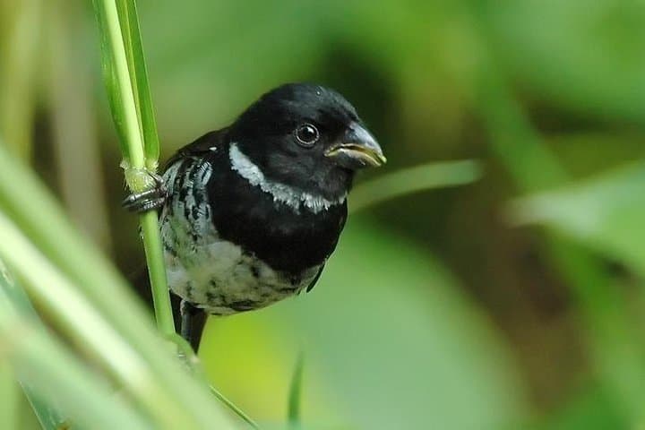 Esquipulas Rainforest Bird-Watching Tour Near Manuel Antonio photo 3
