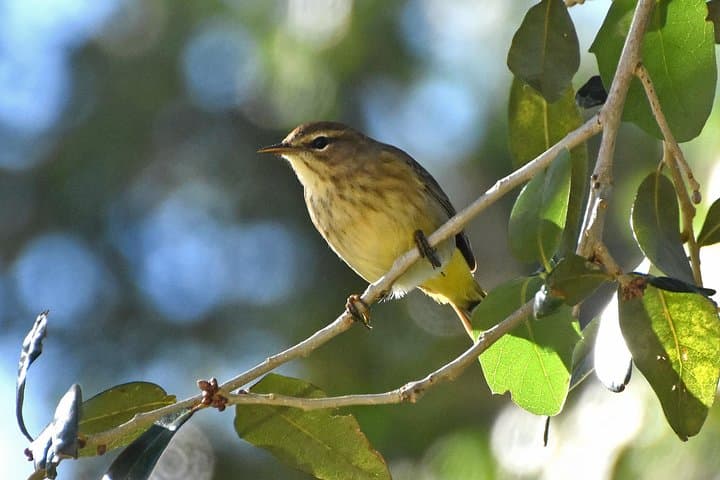 Esquipulas Rainforest Bird-Watching Tour Near Manuel Antonio photo 6