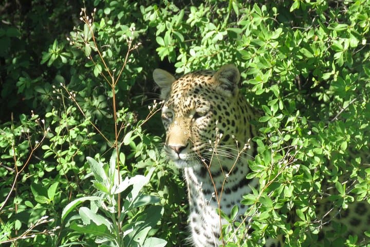 Luxury Safari from the Okavango to Victoria Falls: Mokoro, Moremi, Savuti & Chobe (12 Days)