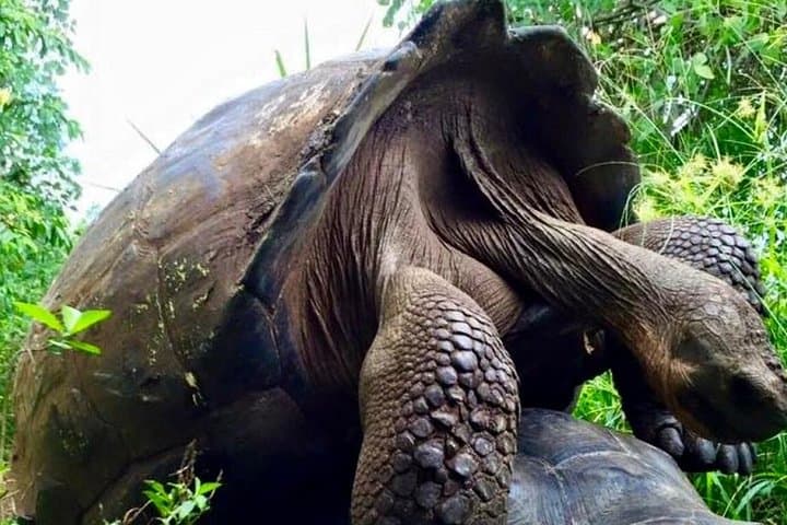 6-Day Galapagos Land Tour: Isabela, Santa Cruz & Pinzon Highlights photo 3