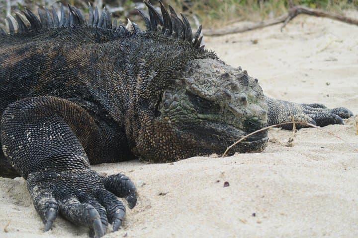5-Day Galápagos Land Tour — San Cristóbal & Santa Cruz Wildlife, Snorkeling and Highlands photo 2