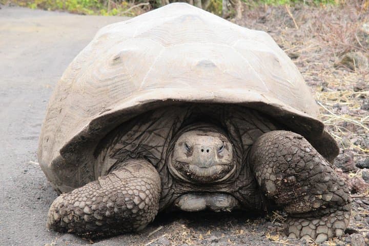8-Day Galapagos Island Hopping Tour: 5-Island Wildlife & Snorkel Adventure photo 2