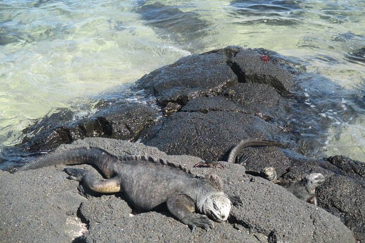 8-Day Galapagos Island Hopping Tour: 5-Island Wildlife & Snorkel Adventure photo 3