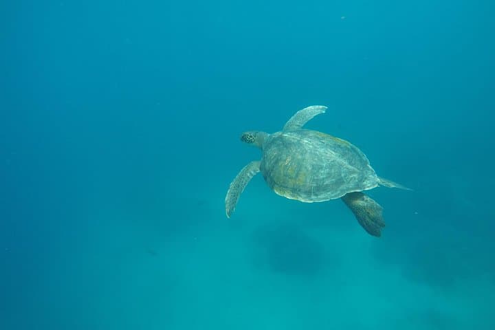 5-Day Galapagos Island Hopping: Santa Cruz, Isabela & Tintoreras Wildlife Tour photo 2