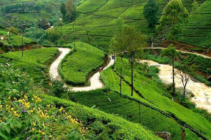 Kandy & Nuwara Eliya: 2-Day Tea Country Tour from Colombo photo 2