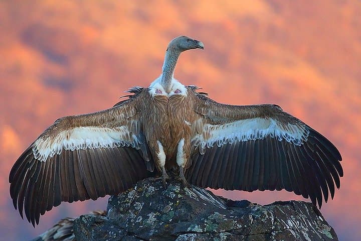 Two-Day Birding in Bulgaria's Eastern Rhodopes and Sakar
