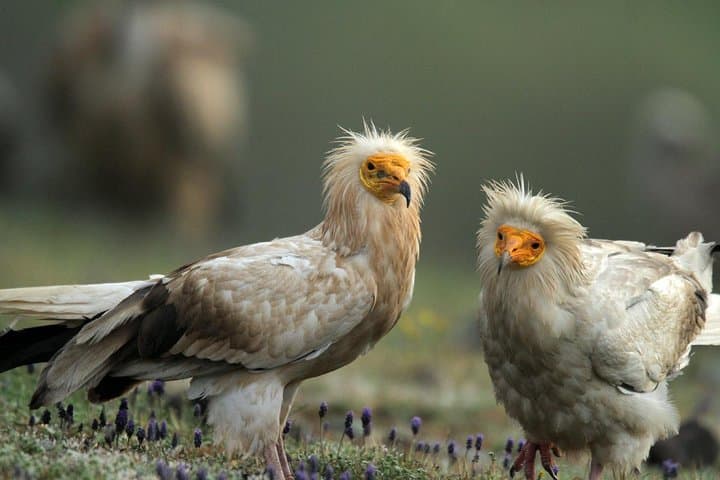 Two-Day Birding in Bulgaria's Eastern Rhodopes and Sakar photo 2