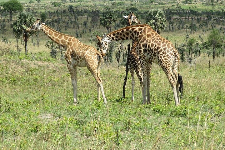 6-Day Uganda Safari: Gorillas, Chimps & Murchison Falls Big Five Experience