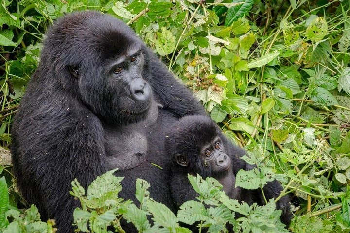 3-Day Bwindi Gorilla Tracking & Batwa Culture Experience in Uganda