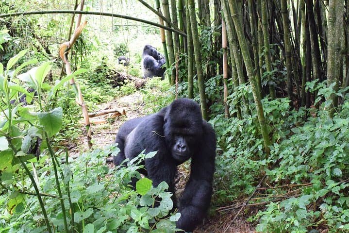 Kahuzi-Biega Lowland Gorilla Trekking — 3-Day Eastern Lowland Gorilla Safari photo 2