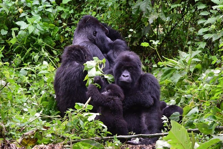 Kahuzi-Biega Lowland Gorilla Trekking — 3-Day Eastern Lowland Gorilla Safari photo 3