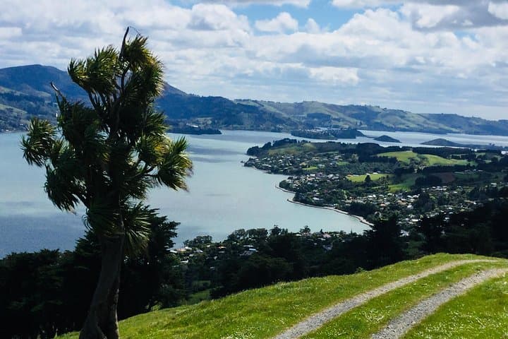 Dunedin Highlights: Otago Peninsula, Larnach Castle Gardens & Olveston Guided Shore Excursion photo 3