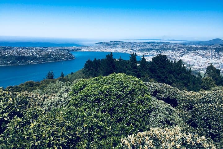 Dunedin Highlights: Otago Peninsula, Larnach Castle Gardens & Olveston Guided Shore Excursion photo 4