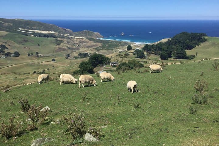 Dunedin Highlights: Otago Peninsula, Larnach Castle Gardens & Olveston Guided Shore Excursion photo 6