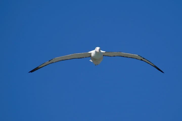Dunedin & Otago Peninsula Albatross Tour: Highcliff Road Scenic Drive and Royal Albatross Centre photo 5