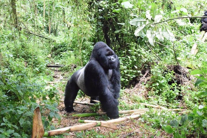 Kahuzi-Biega Lowland Gorilla Trekking — 3-Day Eastern Lowland Gorilla Safari
