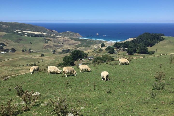 Half-Day Private Dunedin City & Otago Peninsula Scenic Tour photo 6