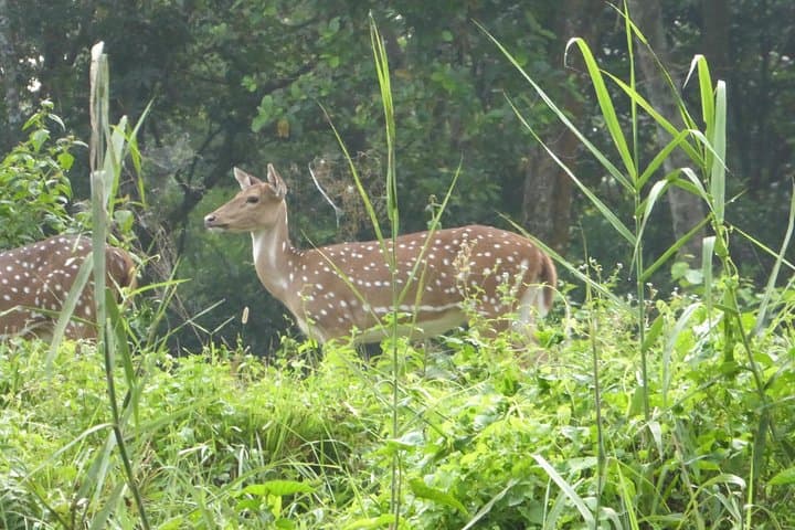 8-Day Luxury Nepal Tour: Kathmandu, Chitwan & Pokhara Highlights photo 2