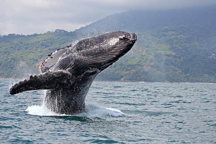 Whale Watching from Samaná to Cayo Levantado — Day Tour to the Humpback Sanctuary photo 2