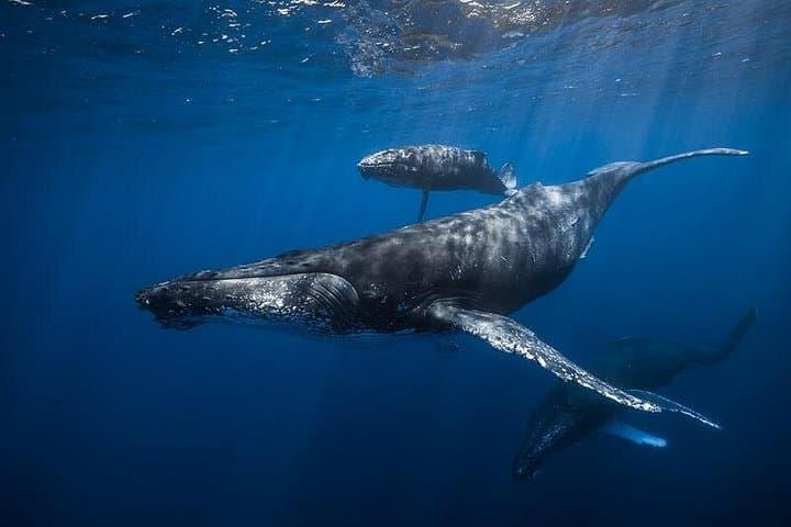 Whale Watching from Samaná to Cayo Levantado — Day Tour to the Humpback Sanctuary photo 3