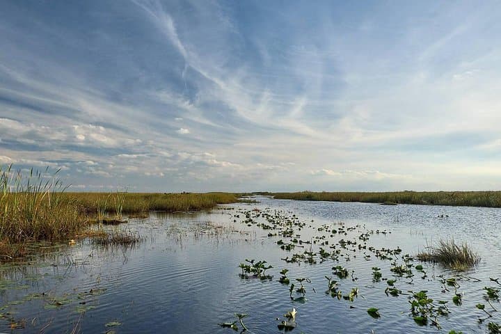Everglades Eco Adventure: Biologist-Guided Wet Walk, 10,000 Islands & Airboat Tours photo 6