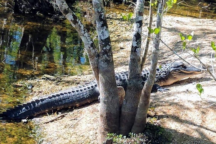 Everglades Eco Adventure: Biologist-Guided Wet Walk, 10,000 Islands & Airboat Tours photo 5