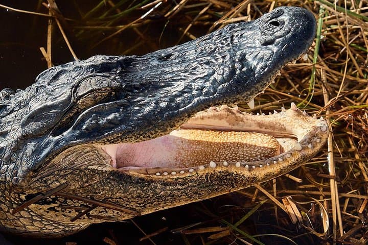 Explore Everglades National Park: Half-Day Tour with Naturalist-Led Walk and Airboat Adventure photo 3
