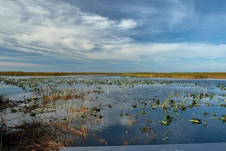 Explore Everglades National Park: Half-Day Tour with Naturalist-Led Walk and Airboat Adventure photo 4