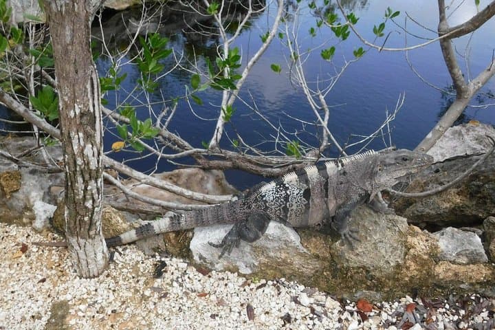 Tulum Private Full-Day Adventure: Tulum Ruins & Cenote Swim photo 2