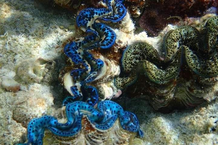 Bora Bora Full-Day Private Lagoon Snorkel Cruise with Motu Lunch photo 4