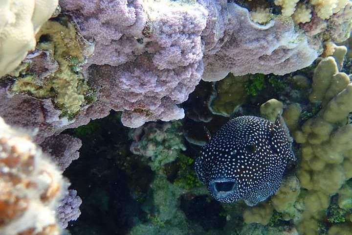 Bora Bora Full-Day Private Lagoon Snorkel Cruise with Motu Lunch photo 5