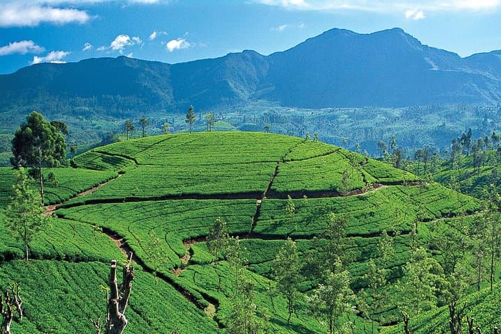 Classic 5-Day Sri Lanka Cultural Route: Sigiriya, Kandy & Nuwara Eliya