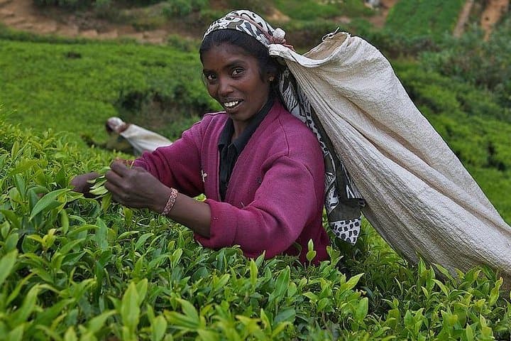 Kandy to Nuwara Eliya: 2-Day Hill Country Tour from Colombo photo 1