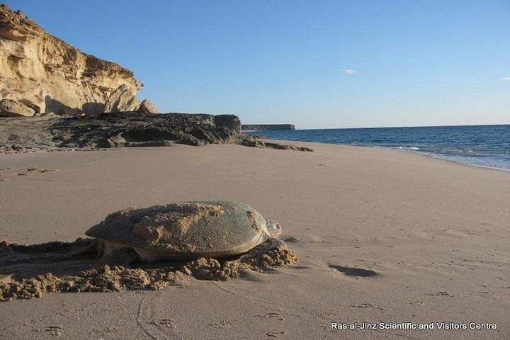 Oman Coastal Adventure: Wadi Shab, Sur & Ras al Jinz Turtle Night Walk — 2-Day Private Tour from Muscat photo 4