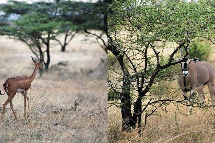 7-Day Private Kenya Safari: Maasai Mara, Lake Nakuru, Naivasha & Samburu photo 2