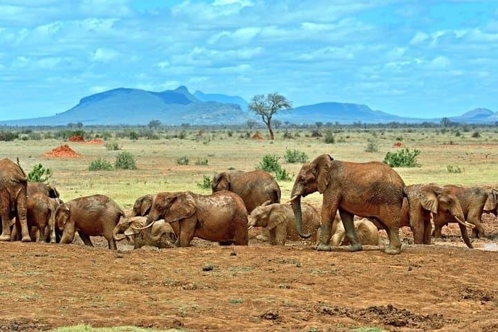Private 3-Day Tsavo East Safari from Mombasa — Voi Wildlife Lodge & Game Drives