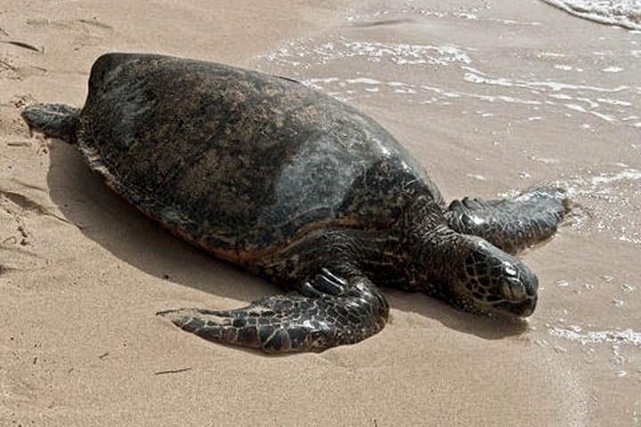 8-Day Costa Rica Nature Tour from Tortuguero to Arenal — Gay-Friendly Eco Itinerary photo 2