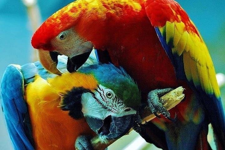 10-Day Costa Rica Pure Nature: Corcovado, Caño Island, Arenal & Monteverde photo 1