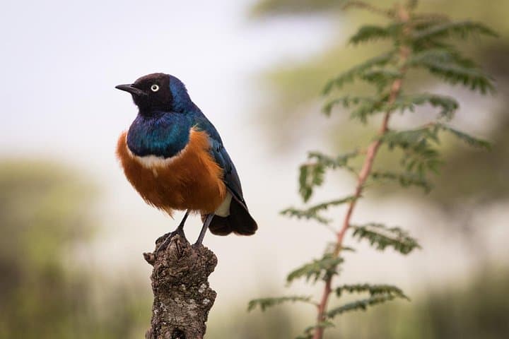 10-Day Mikumi, Ruaha & Selous Safari: Southern Tanzania Wildlife Circuit