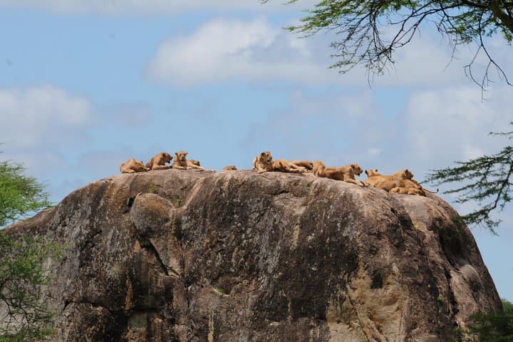 3-Day Mikumi Safari: Big Game in Tanzania's Mkata Plains photo 2