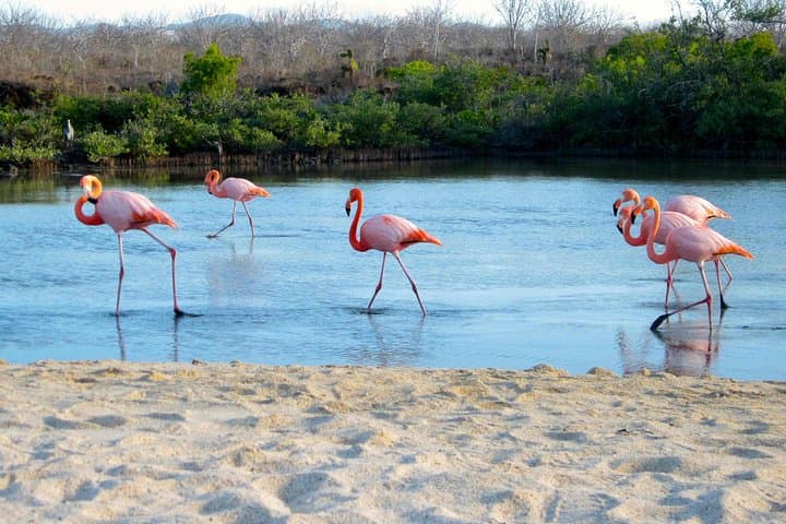 Galapagos Island Hopping: 8-Day Complete Wildlife and Snorkel Adventure photo 4